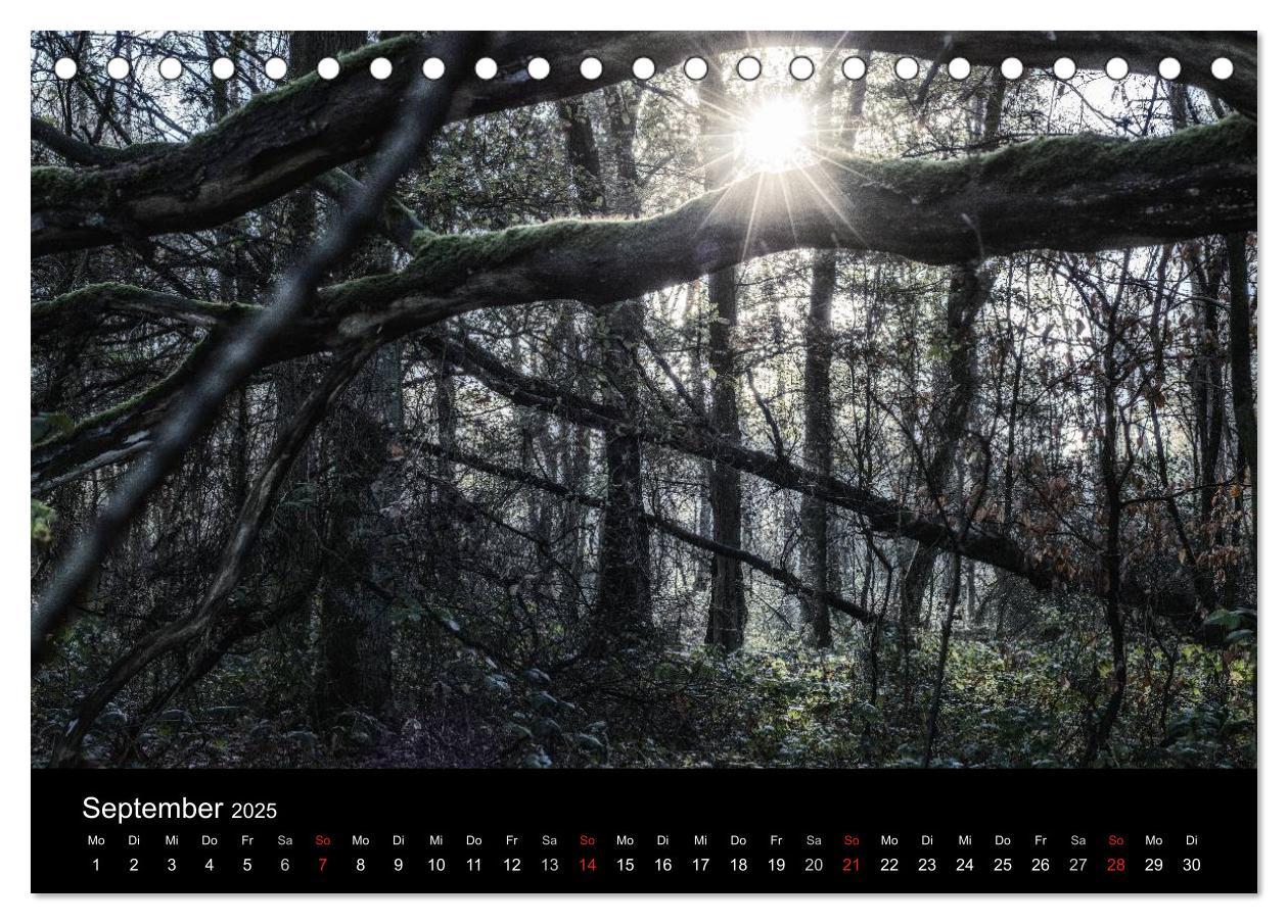 Bild: 9783435500307 | Mystische Wälder (Tischkalender 2025 DIN A5 quer), CALVENDO...