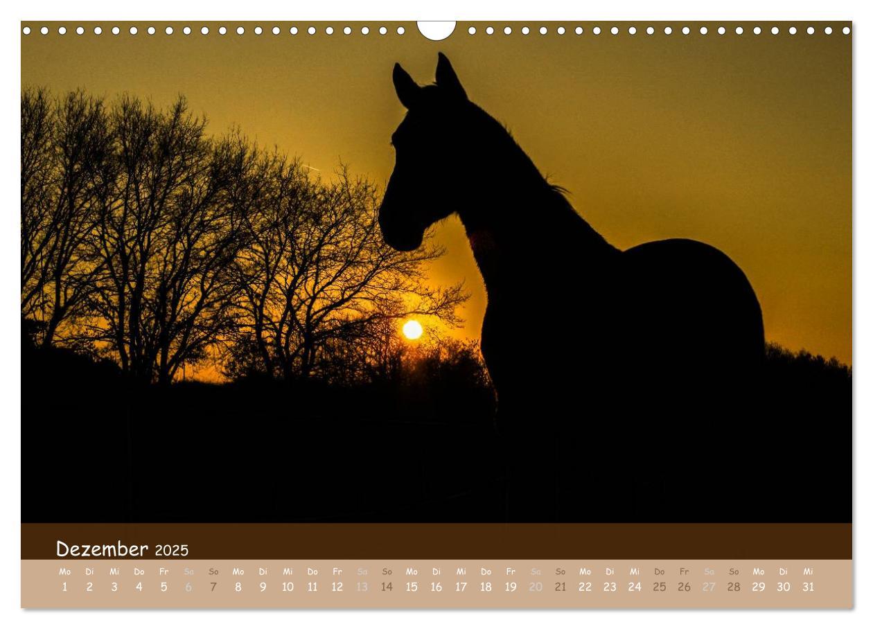 Bild: 9783435717293 | Mit Pferden durch´s Jahr (Wandkalender 2025 DIN A3 quer), CALVENDO...