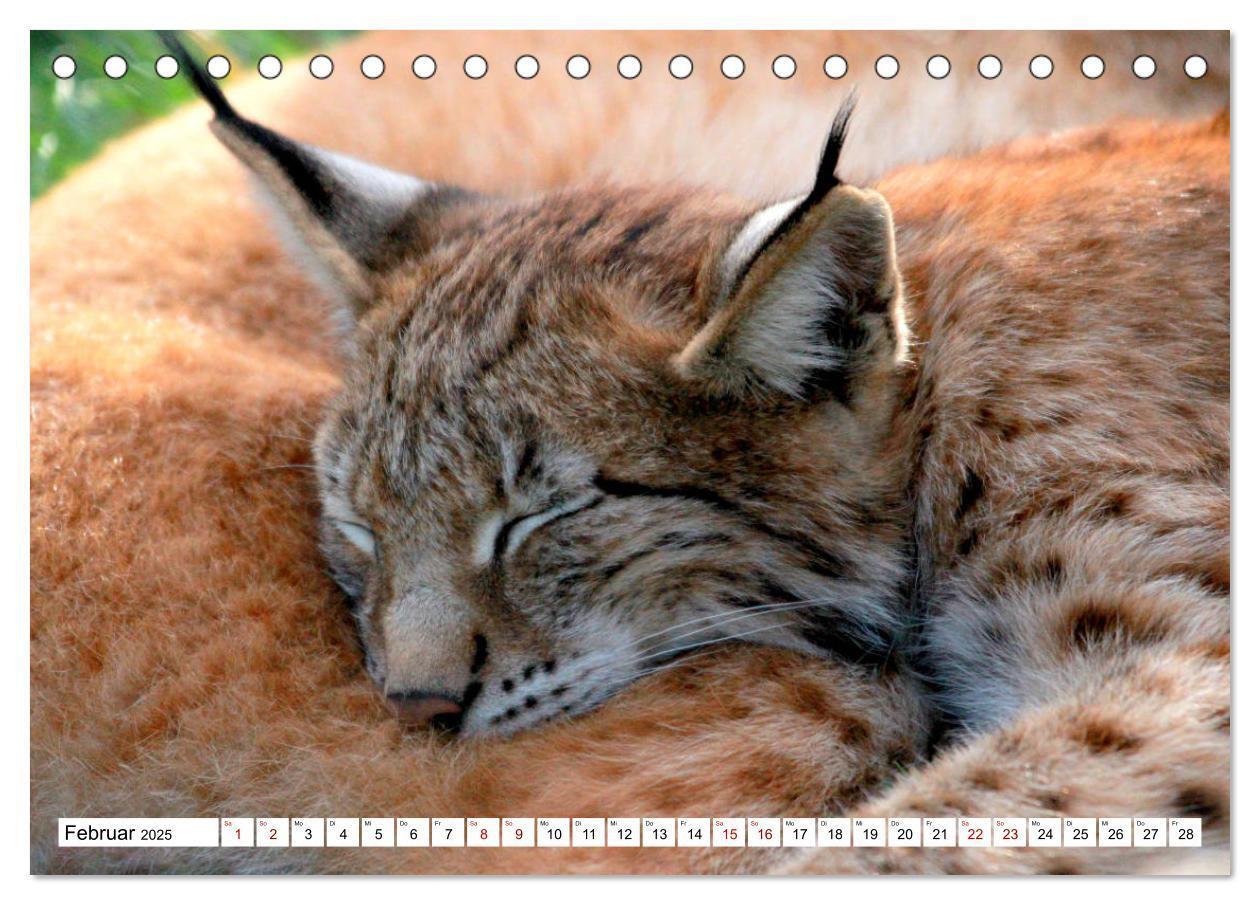 Bild: 9783435419715 | Familie Luchs - Die Jäger mit dem Pinselohr (Tischkalender 2025 DIN...