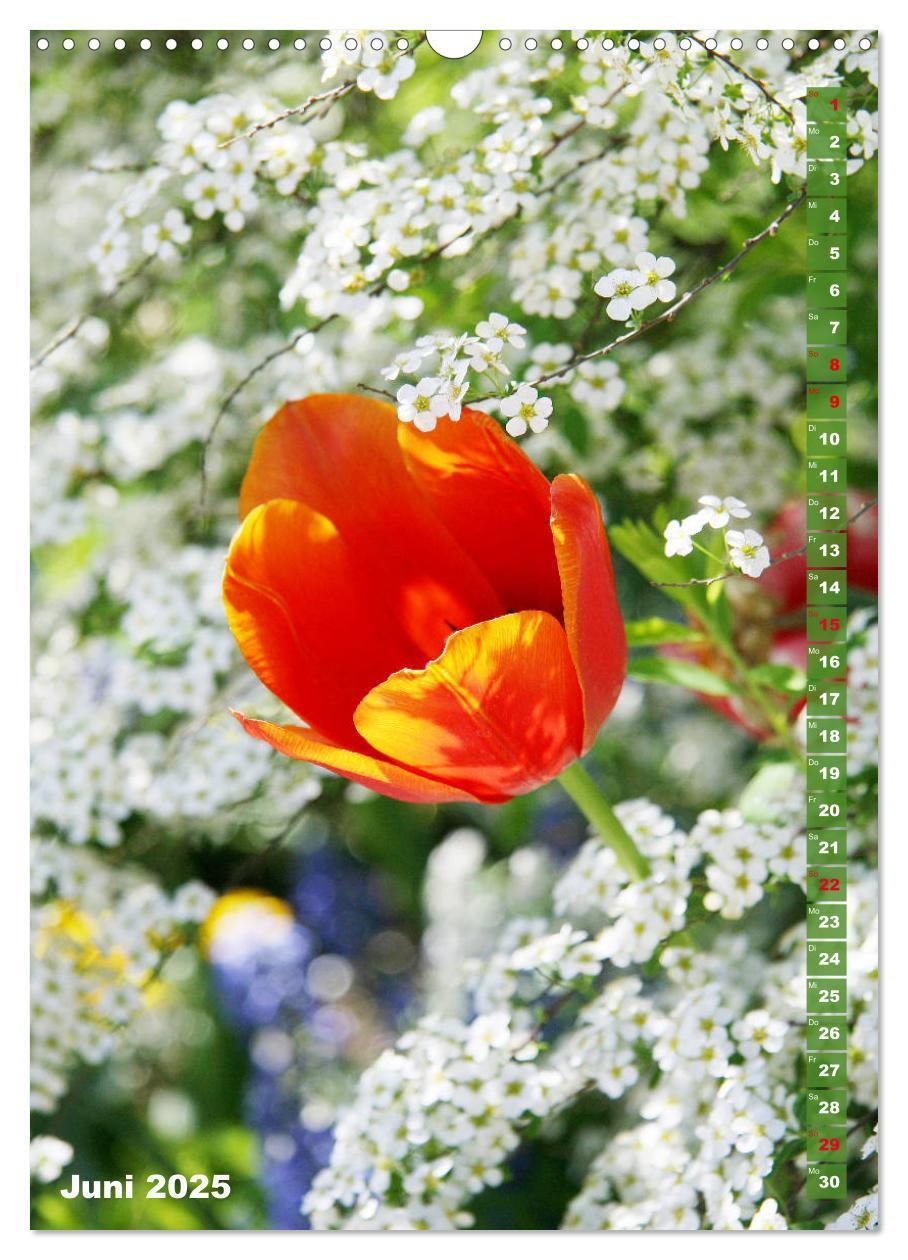 Bild: 9783435966134 | Bunte Tulpenpracht (Wandkalender 2025 DIN A3 hoch), CALVENDO...