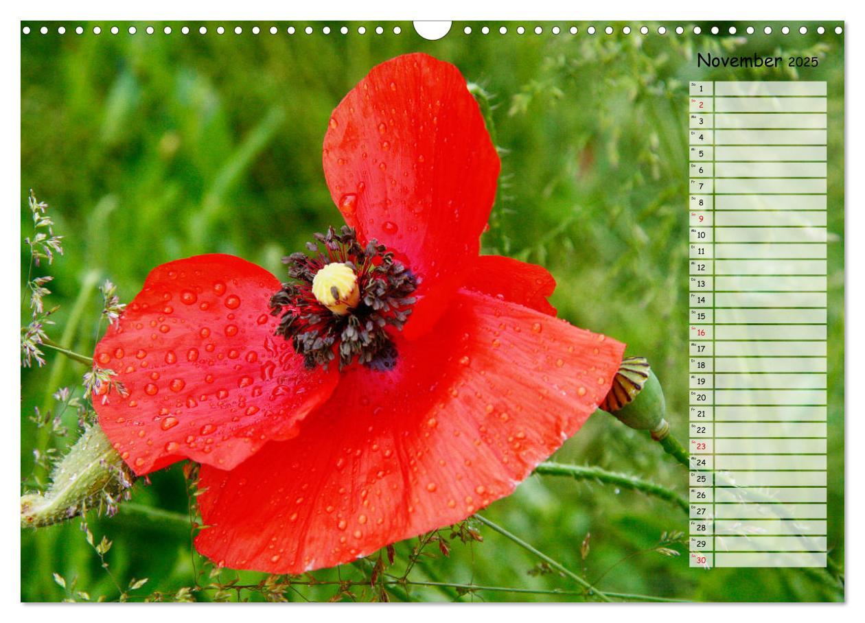 Bild: 9783435288137 | Klatschmohn im Feld (Wandkalender 2025 DIN A3 quer), CALVENDO...