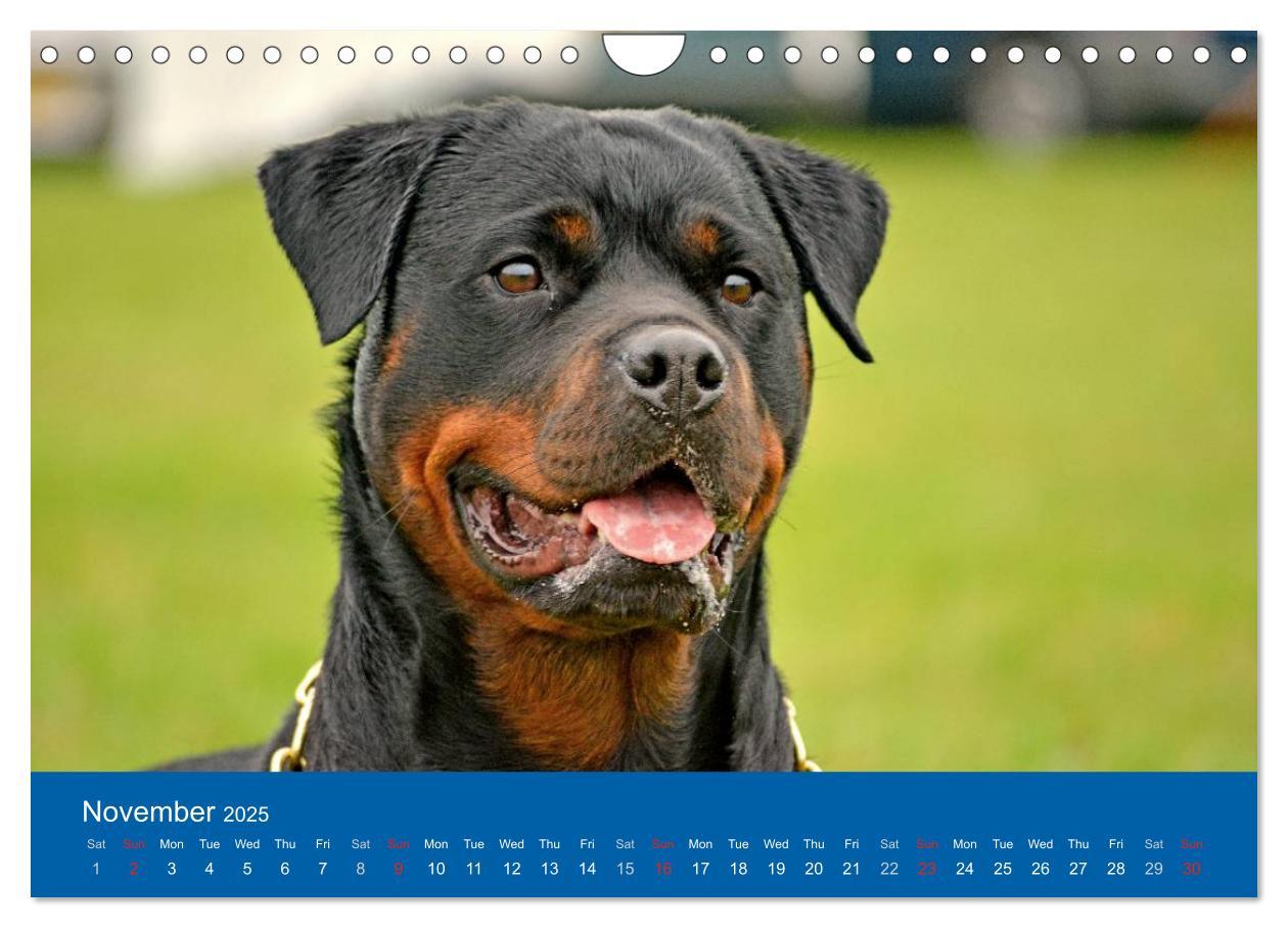 Bild: 9781325956425 | Rottweiler Portait Shots 2025 (Wall Calendar 2025 DIN A4...