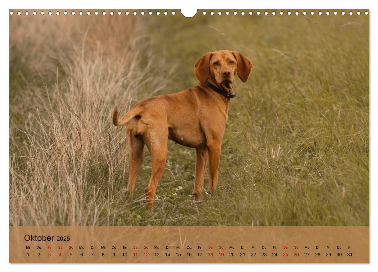 Bild: 9783435307432 | Magyar Vizsla - Ungarischer Vorstehhund (Wandkalender 2025 DIN A3...