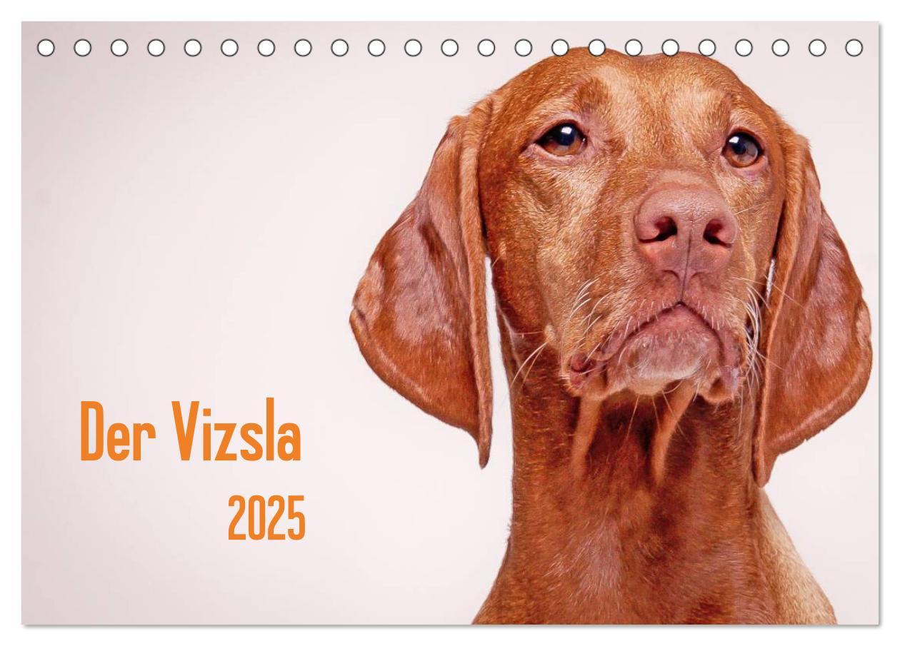 Cover: 9783435501885 | Der Vizsla 2025 (Tischkalender 2025 DIN A5 quer), CALVENDO...