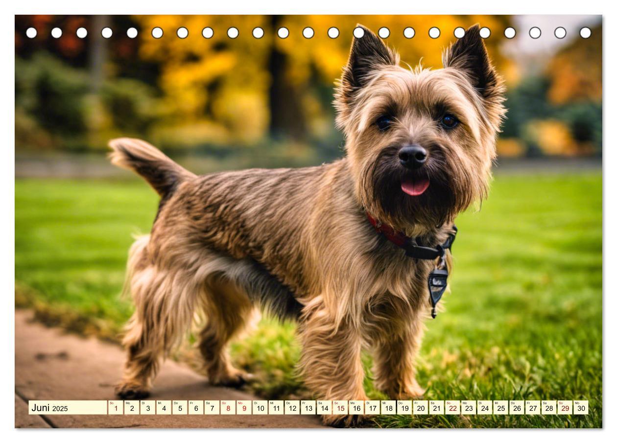 Bild: 9783435420742 | Cairn Terrier - lustiges Raubein aus Schottland (Tischkalender 2025...