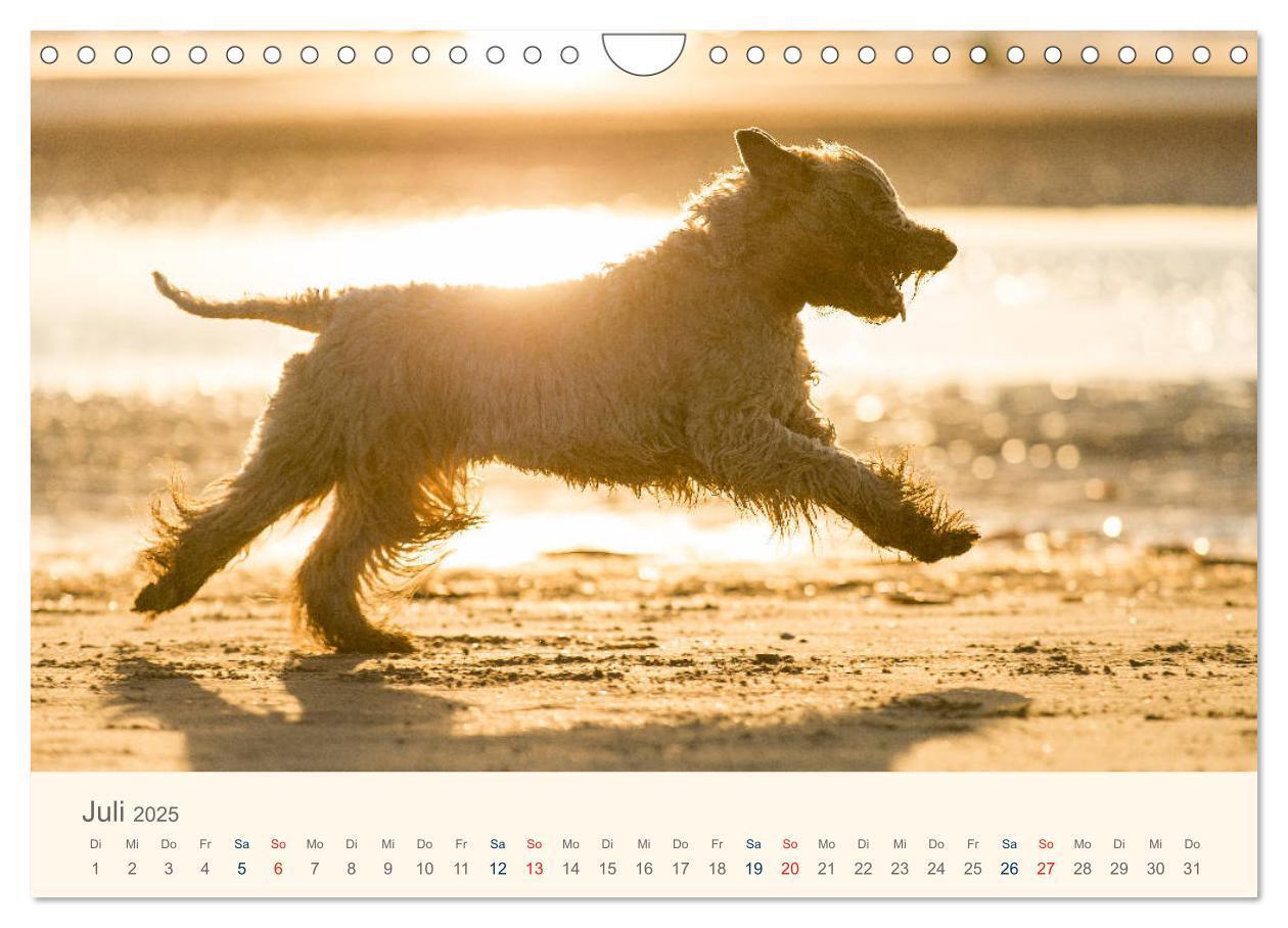 Bild: 9783435427901 | IRISH SOFT COATED WHEATEN TERRIER 2025 (Wandkalender 2025 DIN A4...