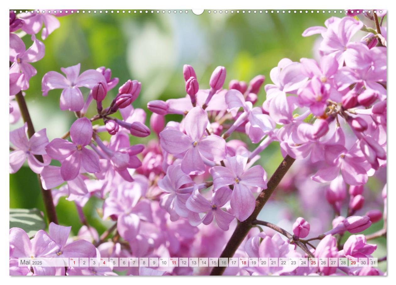 Bild: 9783435332465 | Fliederblüte (hochwertiger Premium Wandkalender 2025 DIN A2 quer),...