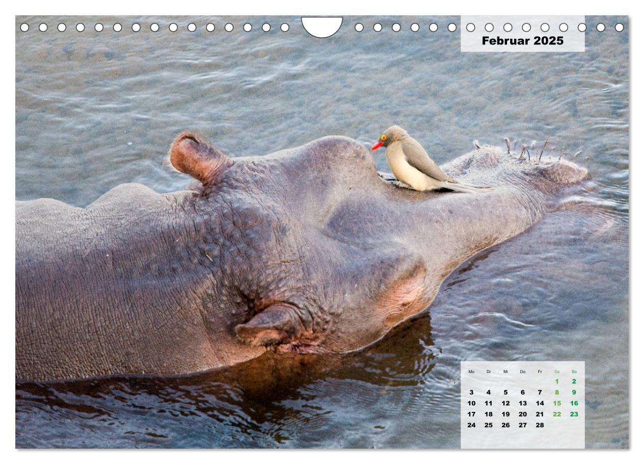 Bild: 9783435328727 | Nilpferde, Kolosse im Wasser (Wandkalender 2025 DIN A4 quer),...