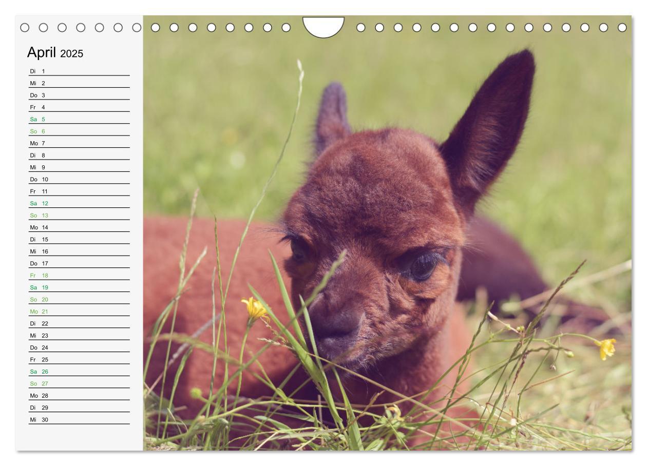 Bild: 9783383940514 | Alpakababys zum Verlieben (Wandkalender 2025 DIN A4 quer), CALVENDO...