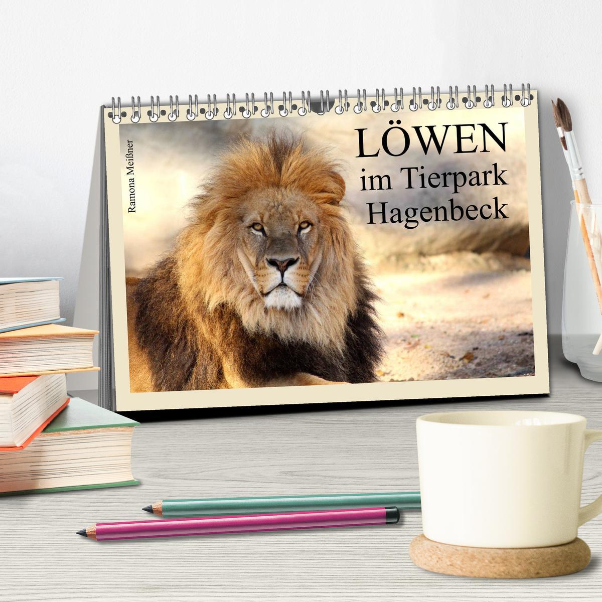 Bild: 9783435756759 | Löwen im Tierpark Hagenbeck (Tischkalender 2025 DIN A5 quer),...