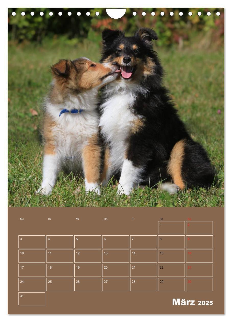 Bild: 9783457013298 | SHELTIES Herzensbrecher auf 4 Pfoten (Wandkalender 2025 DIN A4...