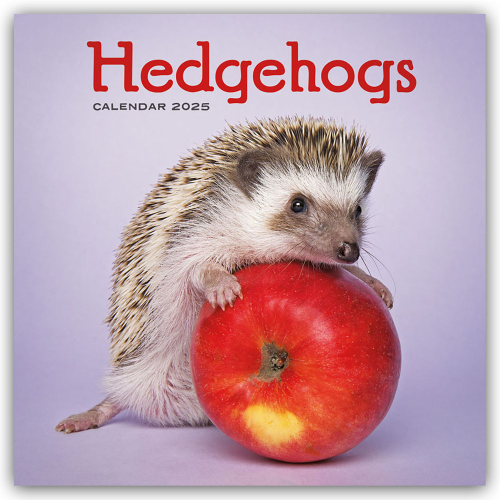 Cover: 9781529845167 | Hedgehogs - Igel 2025 - Wand-Kalender | Carousel Calendar | Kalender