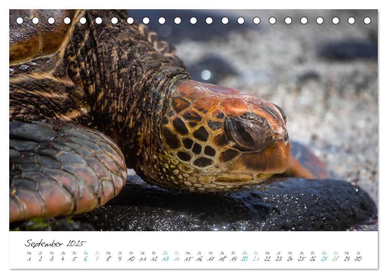 Bild: 9783383883361 | Die Riesenschildkröten der Galapagos Inseln (Tischkalender 2025 DIN...