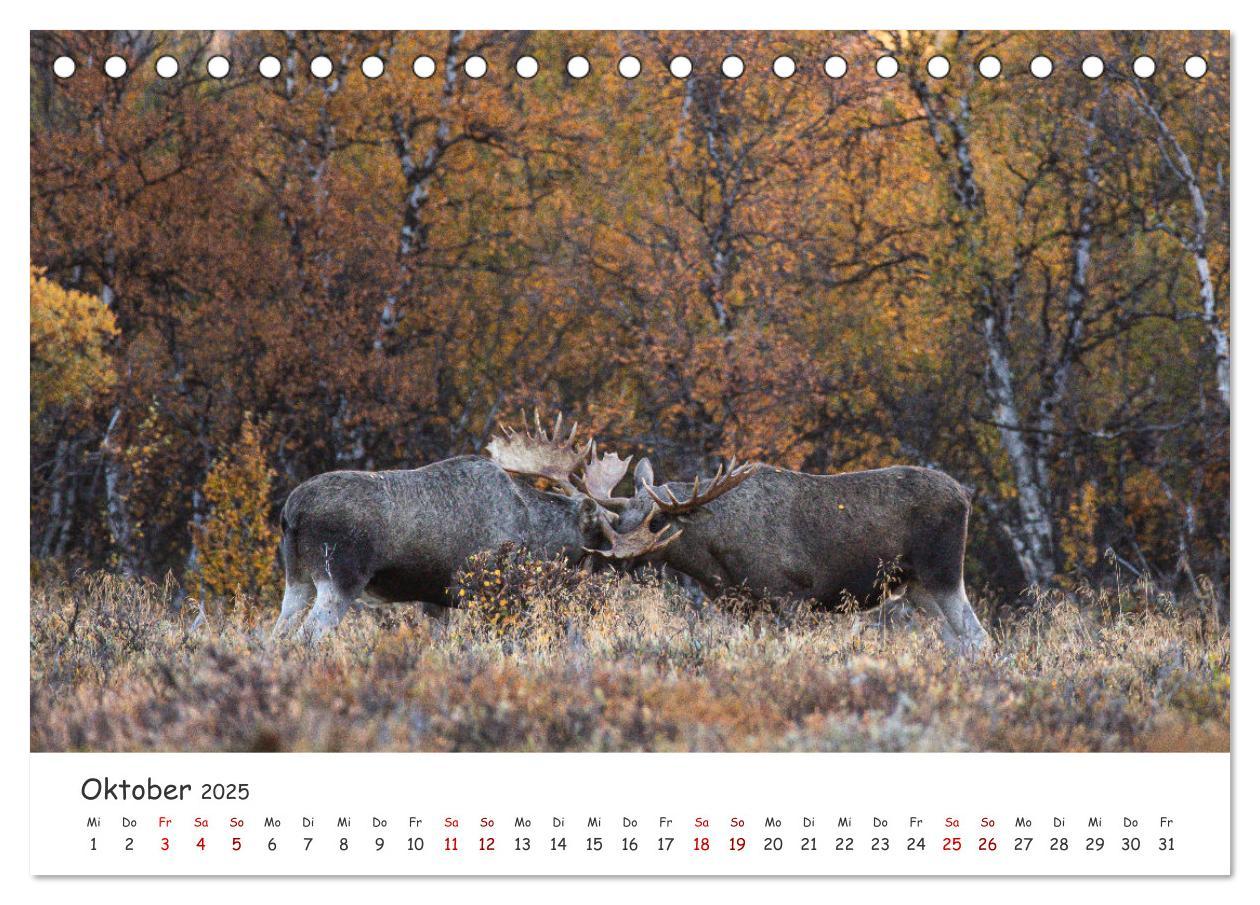 Bild: 9783383947124 | Der Elch - König der skandinavischen Wälder (Tischkalender 2025 DIN...