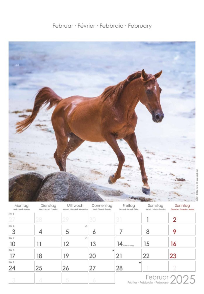 Bild: 4251732341022 | Alpha Edition - Pferde 2025 Wandkalender, 23,7x34cm, Bildkalender...