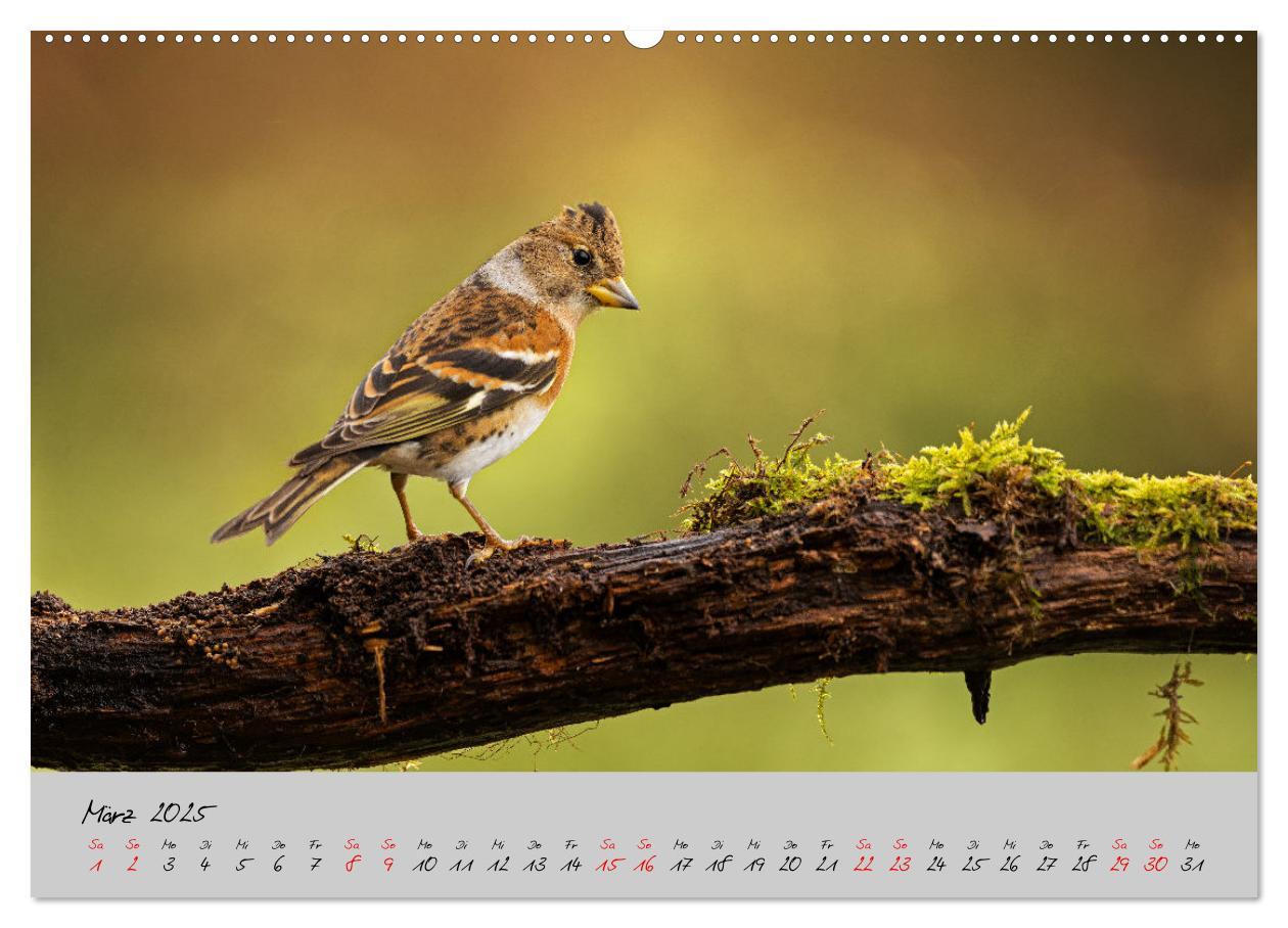 Bild: 9783435059508 | Bunte Vögel am Futterplatz (hochwertiger Premium Wandkalender 2025...