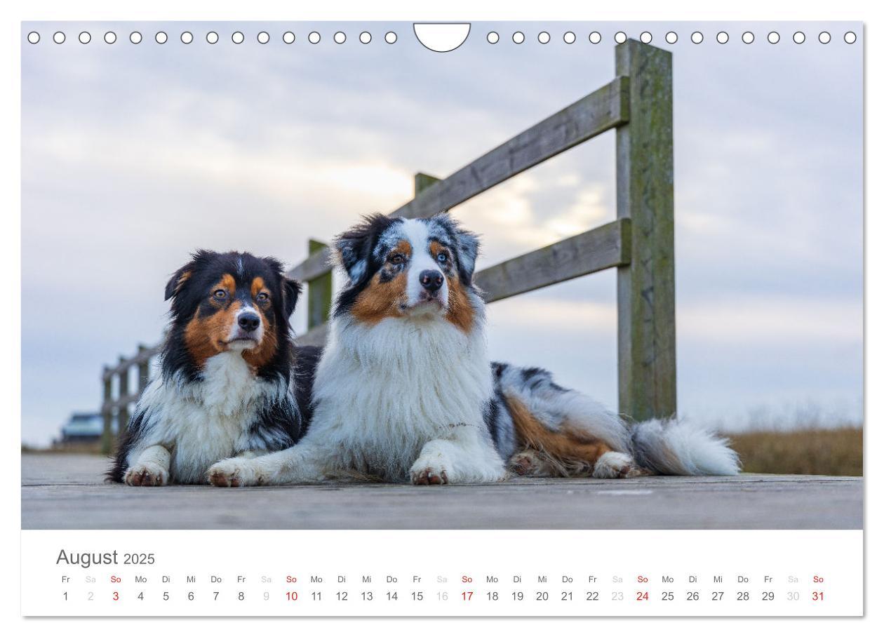 Bild: 9783435673032 | Australian Shepherd 2025 (Wandkalender 2025 DIN A4 quer), CALVENDO...