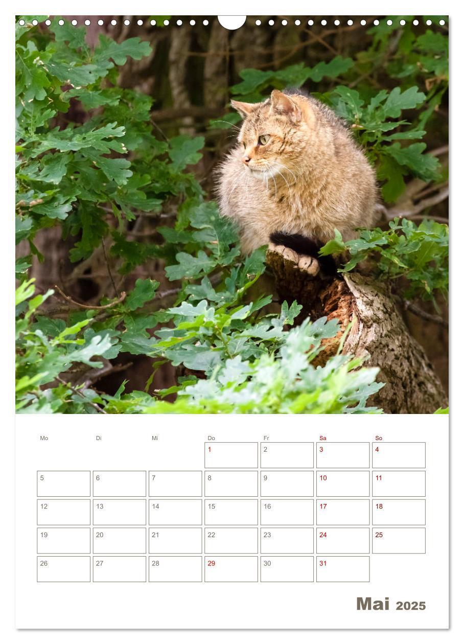 Bild: 9783435982882 | Europäische Wildkatzen - Jahresplaner (Wandkalender 2025 DIN A3...