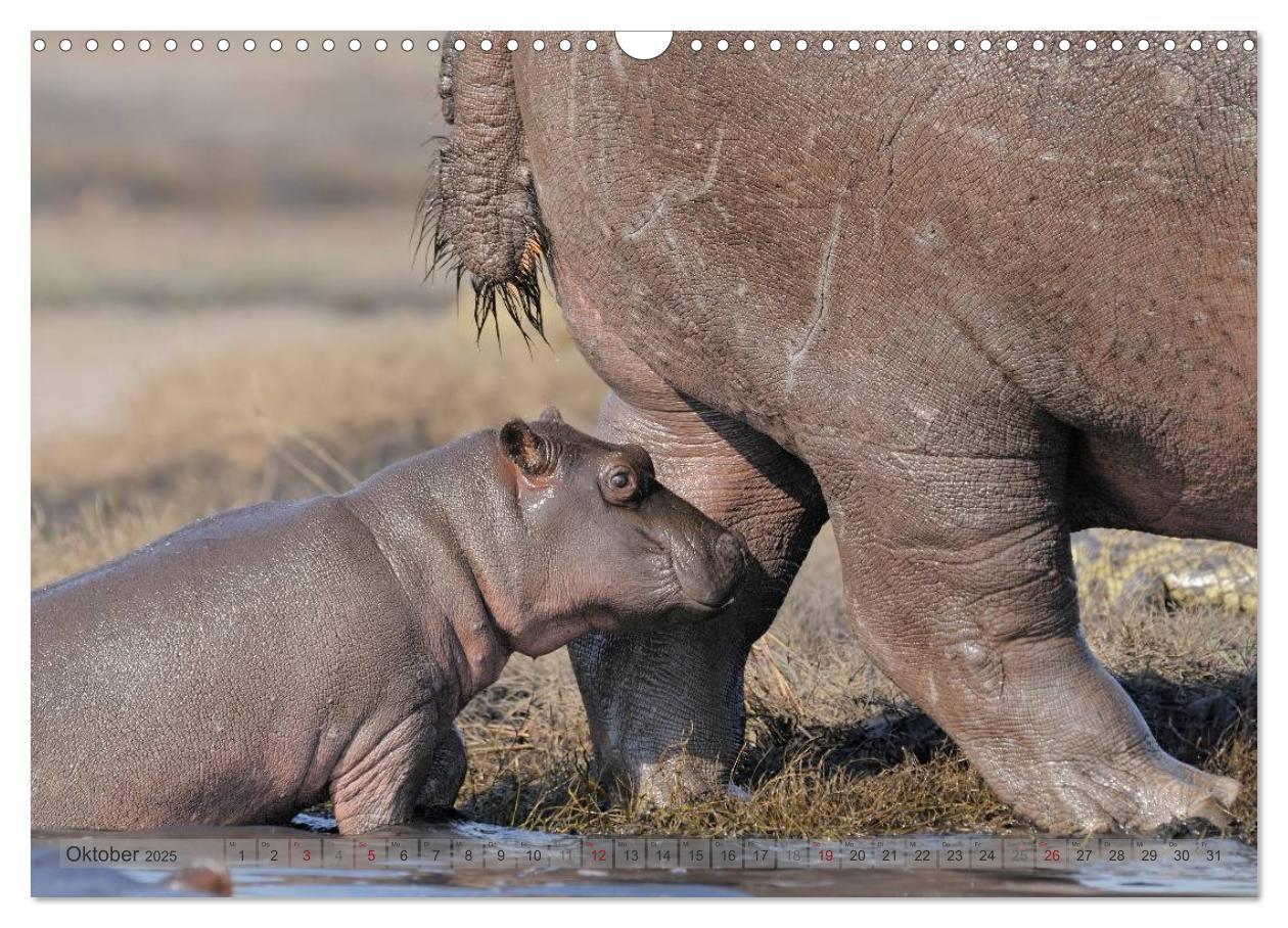 Bild: 9783435764785 | Flusspferde Magie des Augenblicks - Hippos in Afrika (Wandkalender...