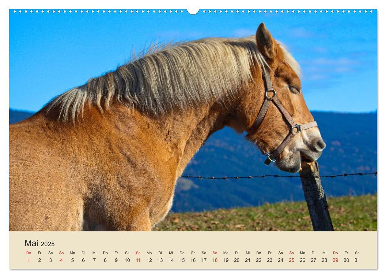 Bild: 9783435492770 | Wir sind die Stars am Bauernhof (Wandkalender 2025 DIN A2 quer),...