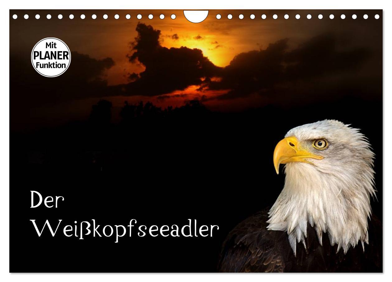 Cover: 9783435533145 | Der Weißkopfseeadler (Wandkalender 2025 DIN A4 quer), CALVENDO...