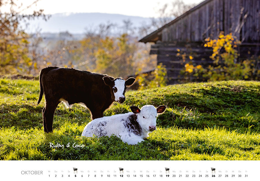 Bild: 9783966648349 | Tierkinder auf dem Bauernhof Kalender 2025 | J.-L. Klein (u. a.)