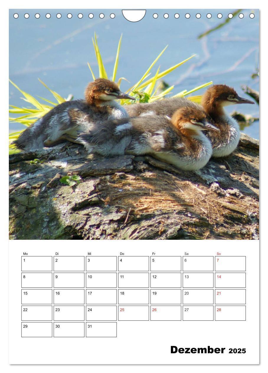 Bild: 9783457011416 | Liebenswerte Enten (Wandkalender 2025 DIN A4 hoch), CALVENDO...