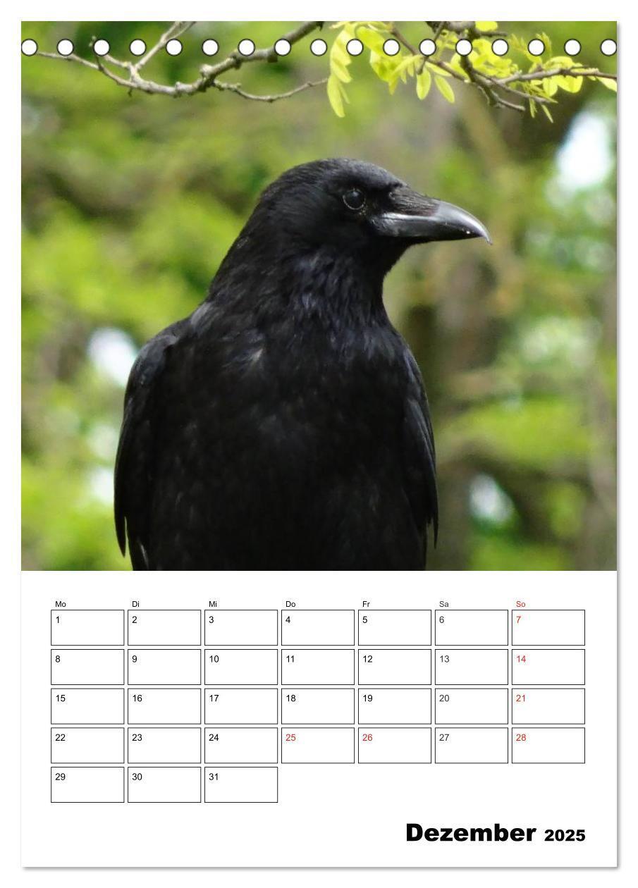 Bild: 9783457020074 | Rabenvögel Terminplaner (Tischkalender 2025 DIN A5 hoch), CALVENDO...