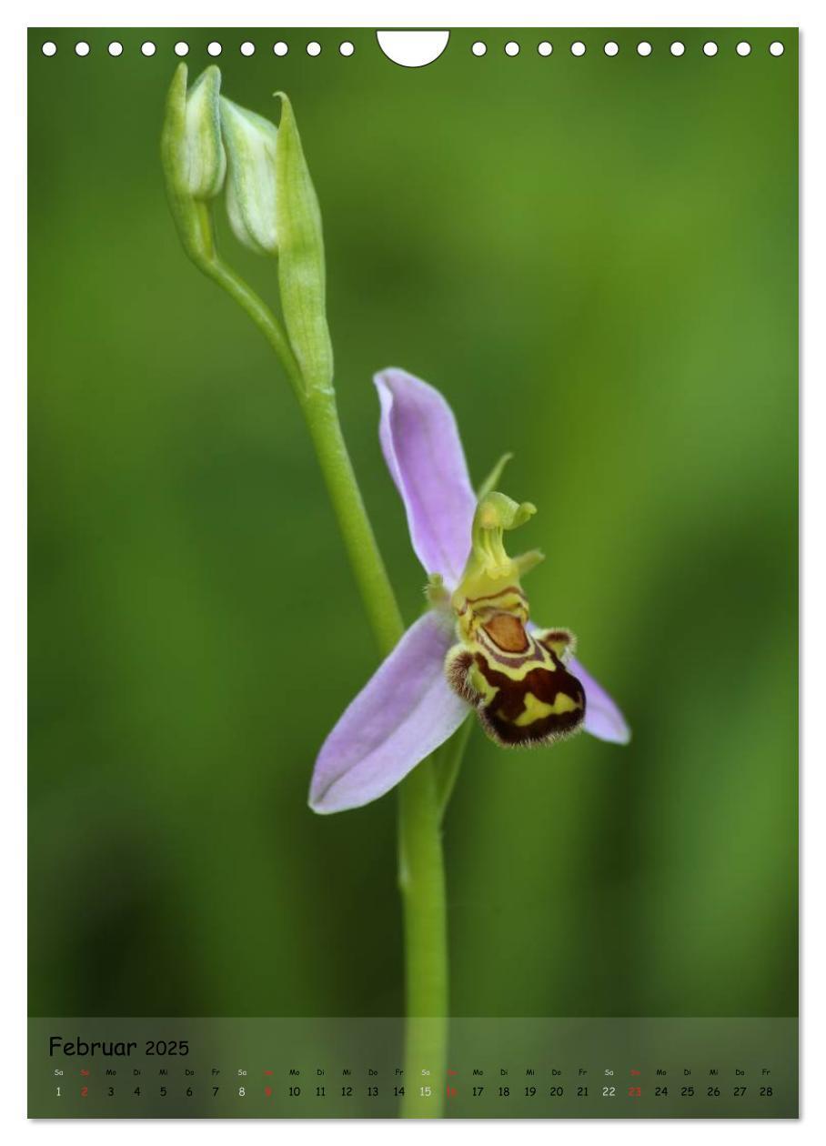 Bild: 9783457007082 | Juwelen der Natur - Ein Orchideensommer (Wandkalender 2025 DIN A4...