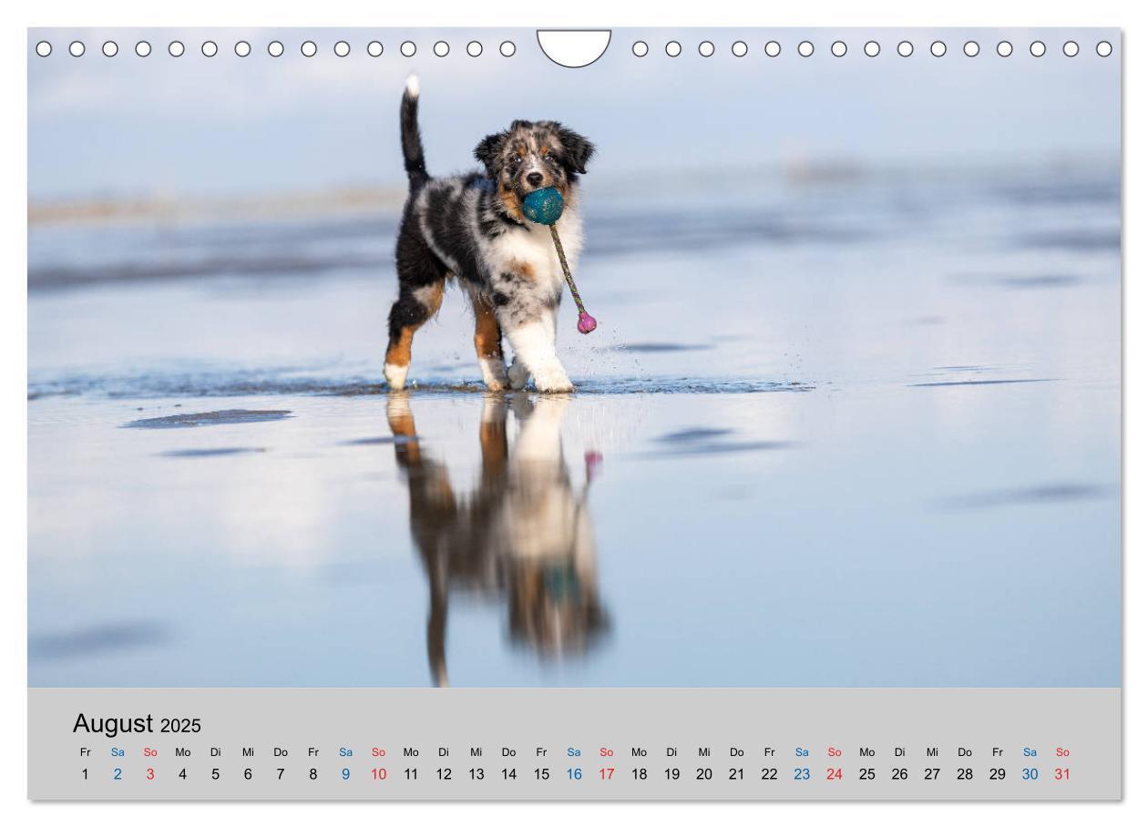 Bild: 9783435151394 | Australian Shepherd Welpen 2025 (Wandkalender 2025 DIN A4 quer),...