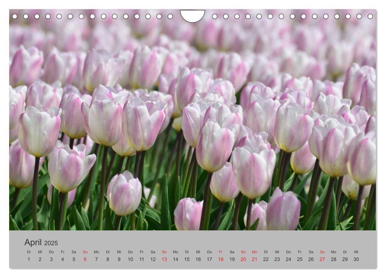 Bild: 9783435500260 | Impressionen von Texel (Wandkalender 2025 DIN A4 quer), CALVENDO...