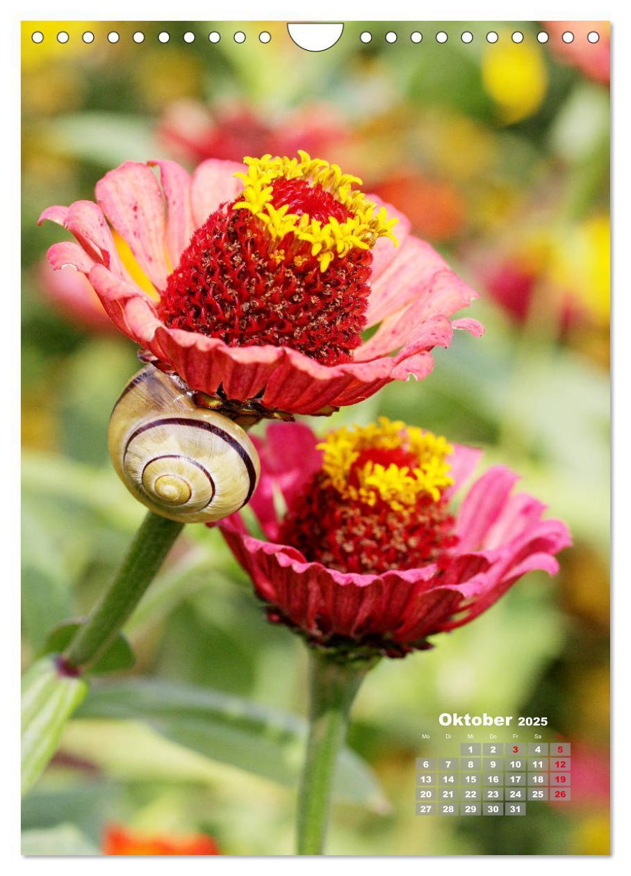 Bild: 9783435981908 | Zinnien im Garten (Wandkalender 2025 DIN A4 hoch), CALVENDO...