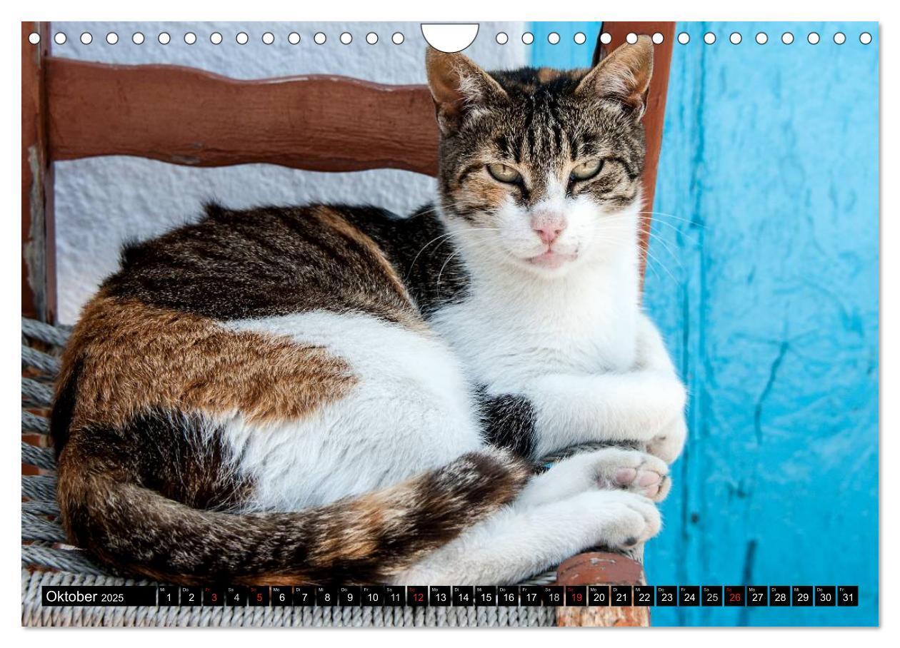 Bild: 9783435759712 | Griechische Katzen (Wandkalender 2025 DIN A4 quer), CALVENDO...