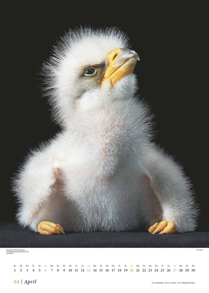 Bild: 4250809653549 | DUMONT - Tim Flach: Vögel 2025, 50x70cm, Posterkalender mit...