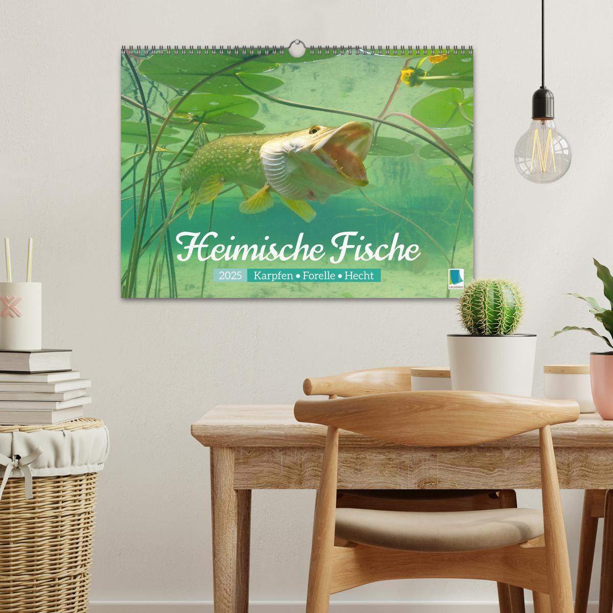 Bild: 9783457180549 | Heimische Fische: Karpfen, Forelle, Hecht (Wandkalender 2025 DIN A3...