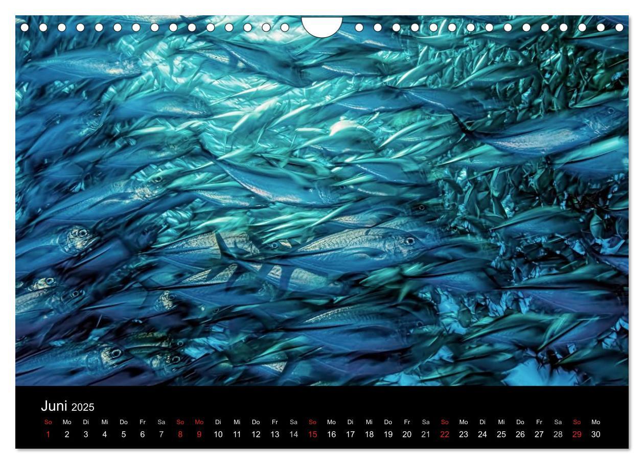 Bild: 9783435611751 | Fischschwärme (Wandkalender 2025 DIN A4 quer), CALVENDO Monatskalender