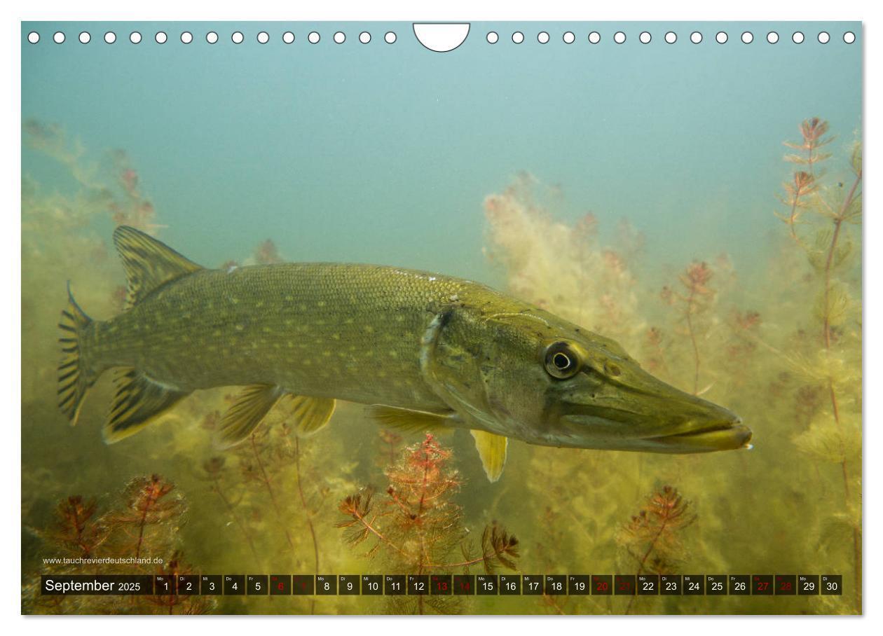 Bild: 9783435426034 | Tauchrevier Deutschland - Der Hecht (Esox lucius) (Wandkalender...