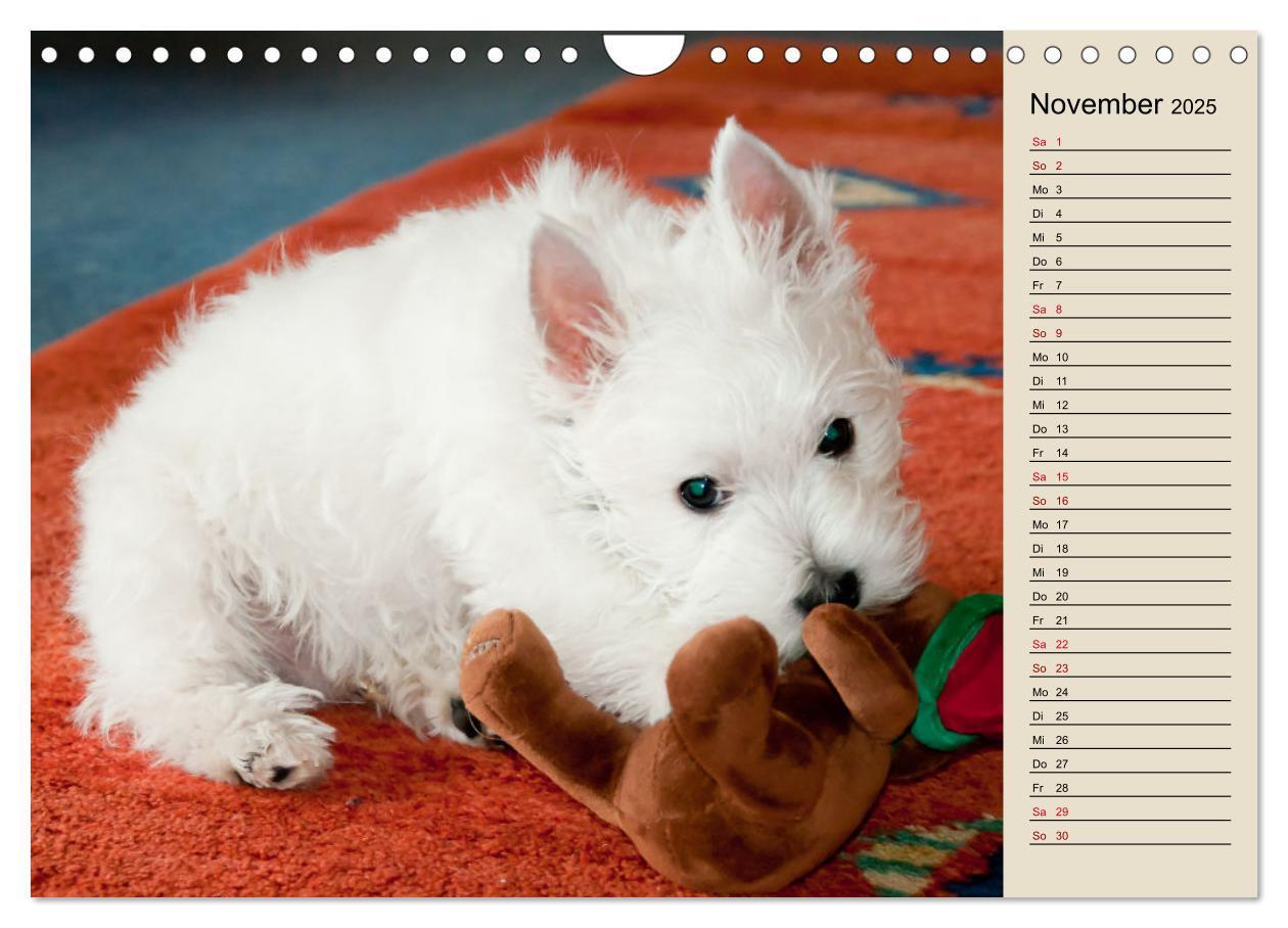 Bild: 9783383867705 | WEST HIGHLAND WHITE TERRIER - DER WESTIE - EIN HUND MIT CHARISMA...