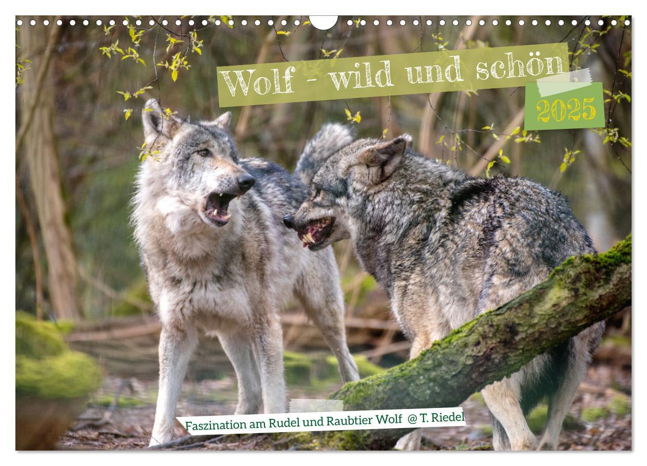 Cover: 9783383972652 | Wolf - wild und schön (Wandkalender 2025 DIN A3 quer), CALVENDO...