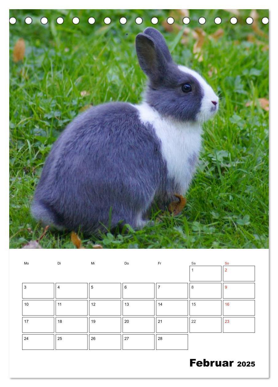 Bild: 9783457001233 | Kaninchen Terminplaner (Tischkalender 2025 DIN A5 hoch), CALVENDO...