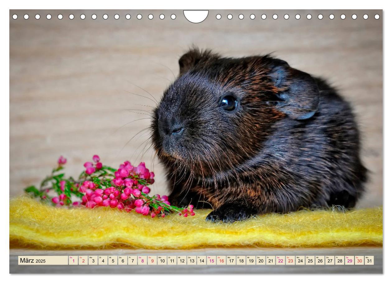 Bild: 9783435365272 | Meerschweinchen - so süß (Wandkalender 2025 DIN A4 quer), CALVENDO...