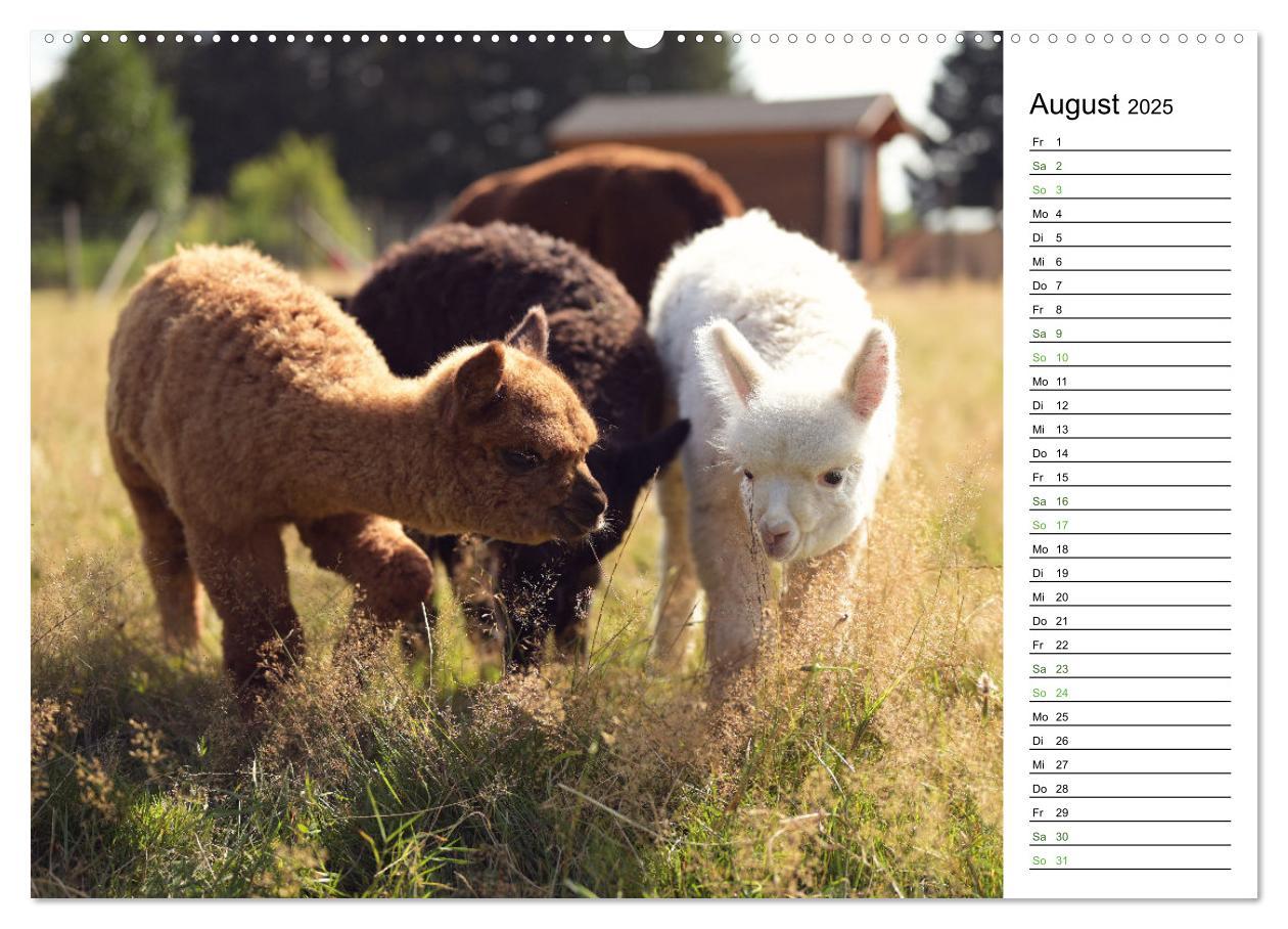 Bild: 9783457218723 | Alpakas im Paradies (Wandkalender 2025 DIN A2 quer), CALVENDO...