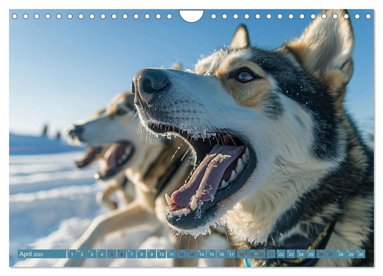 Bild: 9783383831232 | Schlittenhund Träume (Wandkalender 2025 DIN A4 quer), CALVENDO...