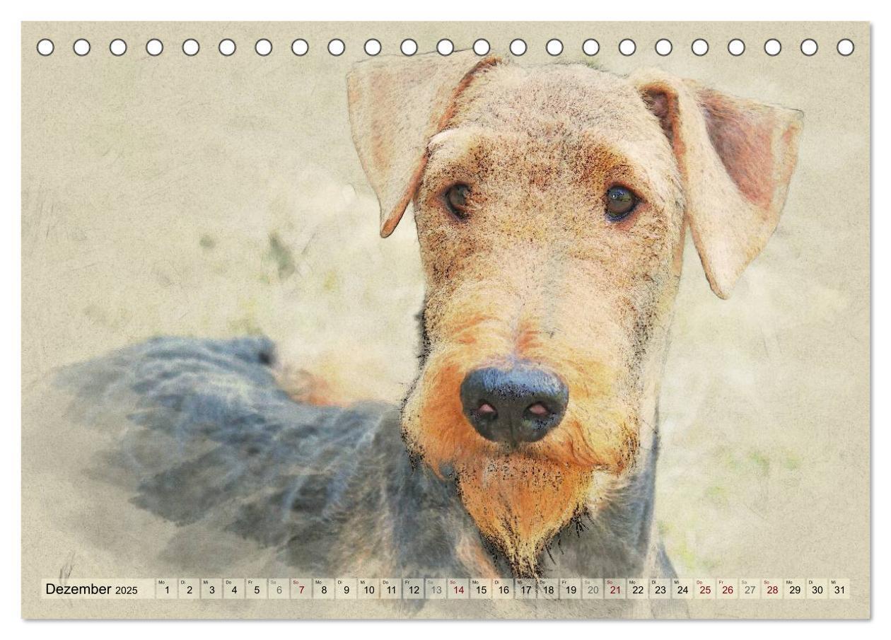 Bild: 9783435626366 | Airedale Terrier 2025 (Tischkalender 2025 DIN A5 quer), CALVENDO...