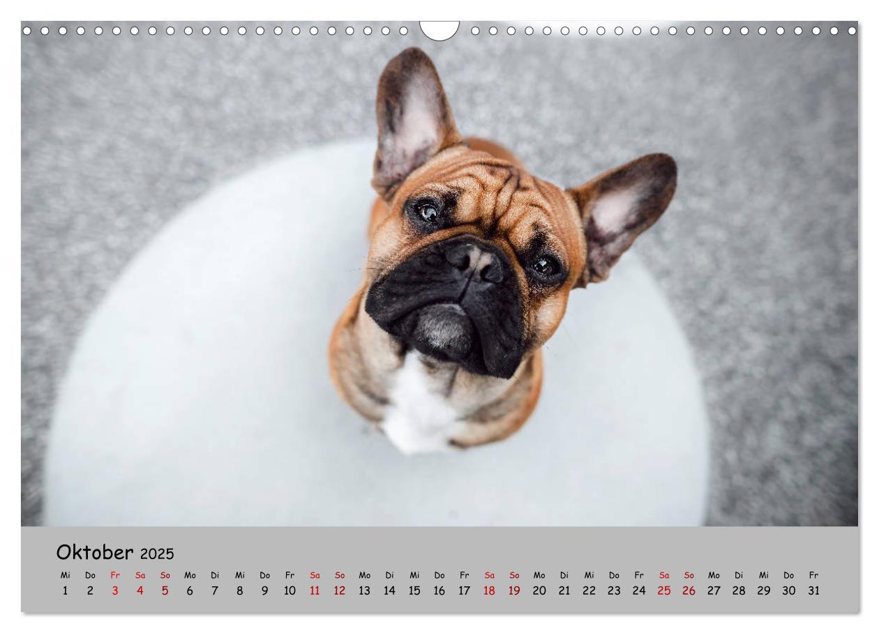 Bild: 9783435222155 | Französische Bulldogge - Clowns auf vier Pfoten (Wandkalender 2025...