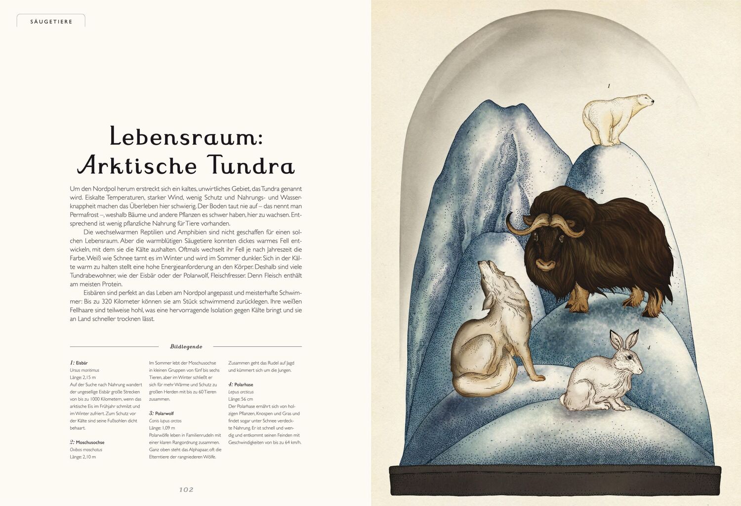 Bild: 9783791371771 | Das Museum der Tiere | Eintritt frei! | Jenny Broom | Buch | 108 S.