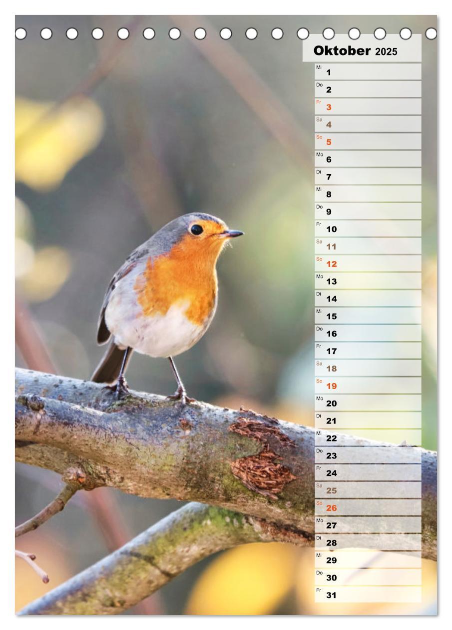 Bild: 9783435881802 | Niedliche Rotkehlchen (Tischkalender 2025 DIN A5 hoch), CALVENDO...