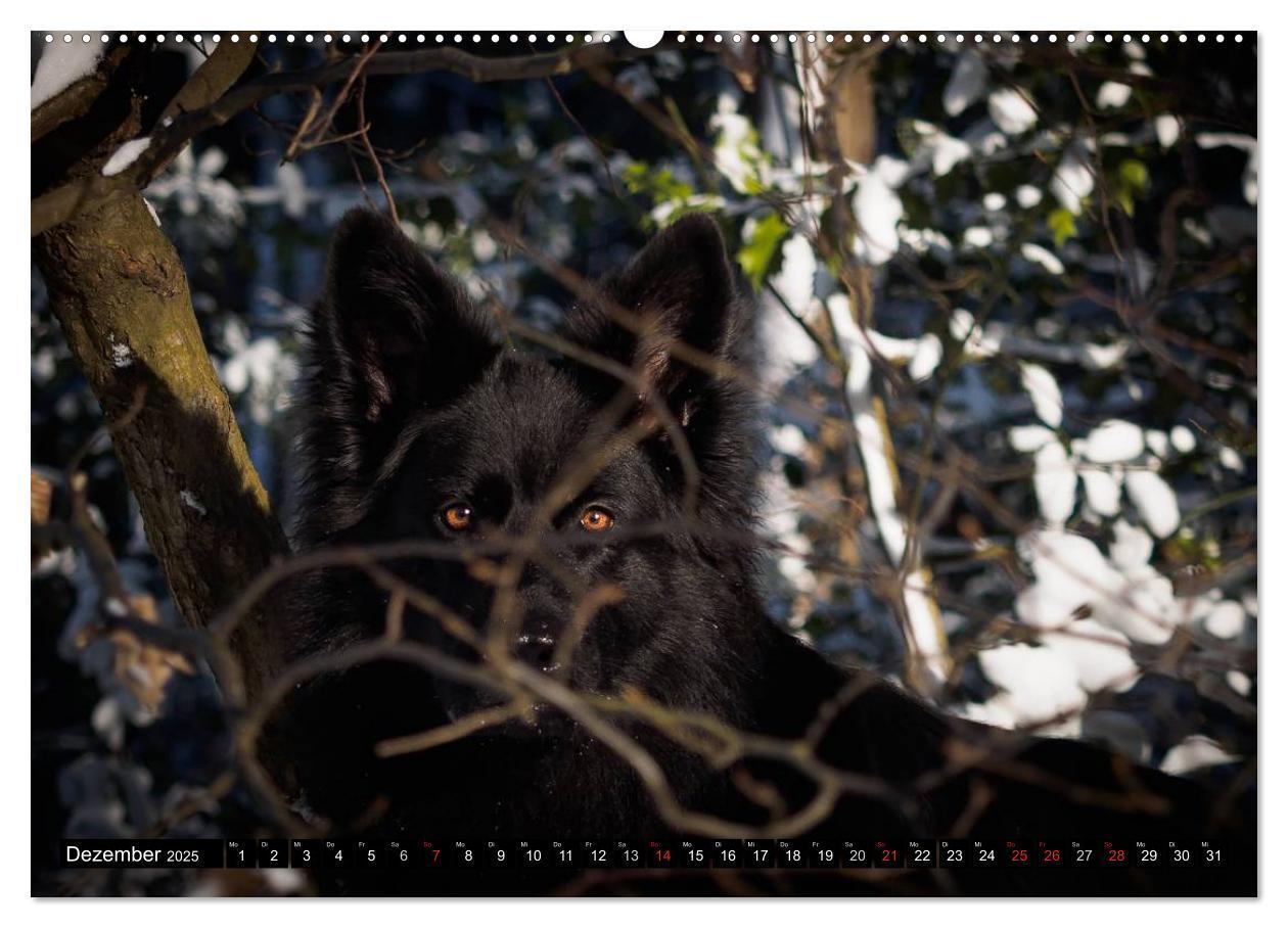 Bild: 9783435572342 | Schwarz ist schön! Der lackschwarze altdeutsche Schäferhund...