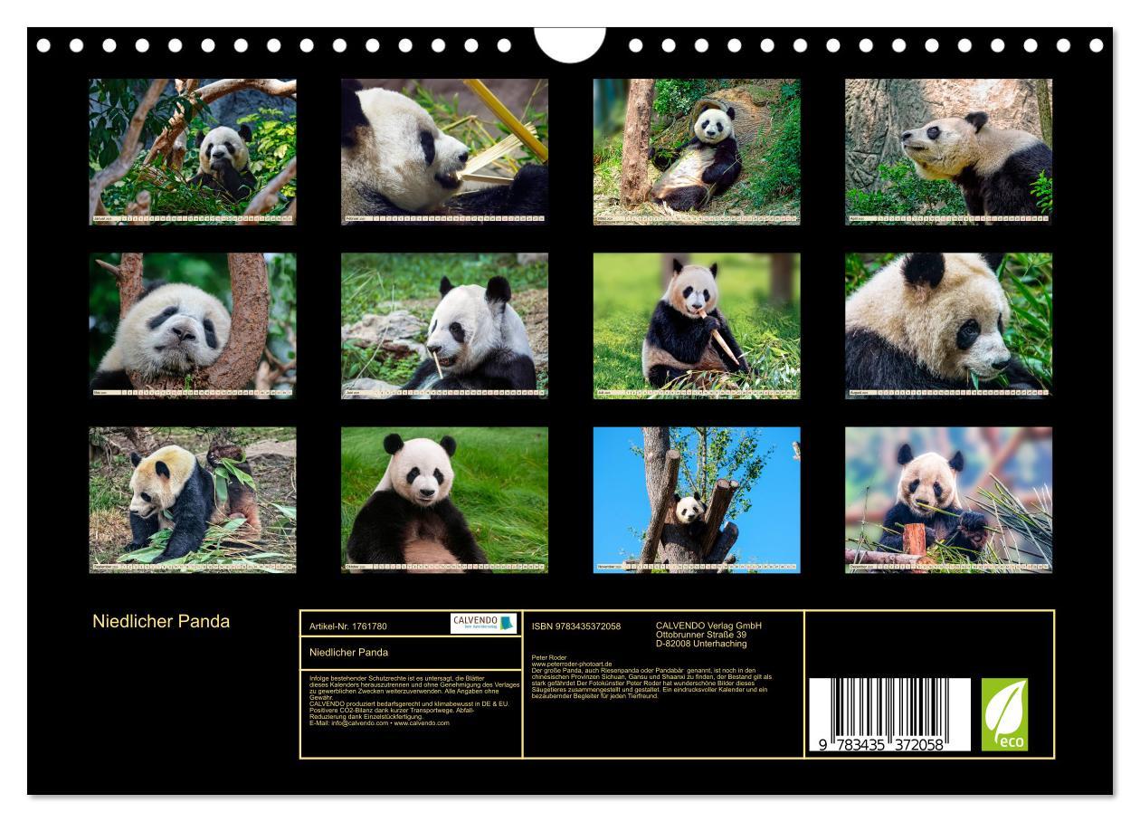 Bild: 9783435372058 | Niedlicher Panda (Wandkalender 2025 DIN A4 quer), CALVENDO...