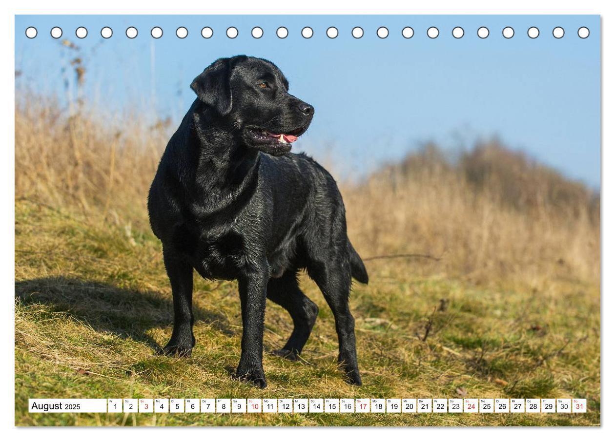 Bild: 9783435563982 | Labrador Retriever - Freunde für´s Leben (Tischkalender 2025 DIN A5...